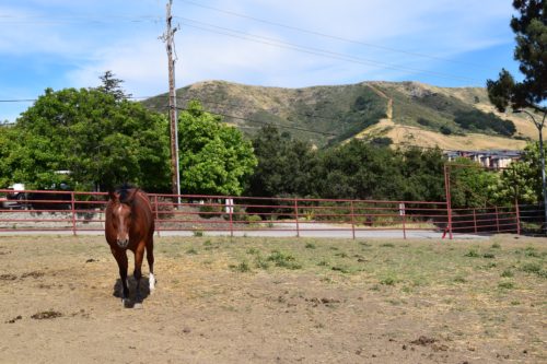 A horse at the horse unit on the Cal Poly Campus