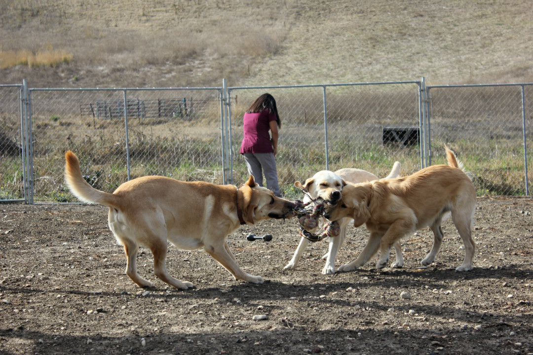 At the end of a long day of training, the dogs have free reign of the office and outside pasture to play and be normal dogs. They work for the majority of their day, but according to Rosalinda Mendoza, they’re never too tired for a game of tug-of-war. “After hours of being ‘on’ nonstop, they really look forward to coming back to the office and just being regular dogs,” Mendoza said.