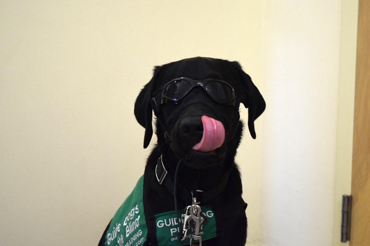 In Rigg’s chemistry class, it is required that students wear closed toed shoes, so the same applies for service dogs when they are in the room, so Galvey wear dog boots. During lab days, he also has to wear goggles, or what Riggs calls, ‘doggles.’  Photo Credit: Sydney Brandt