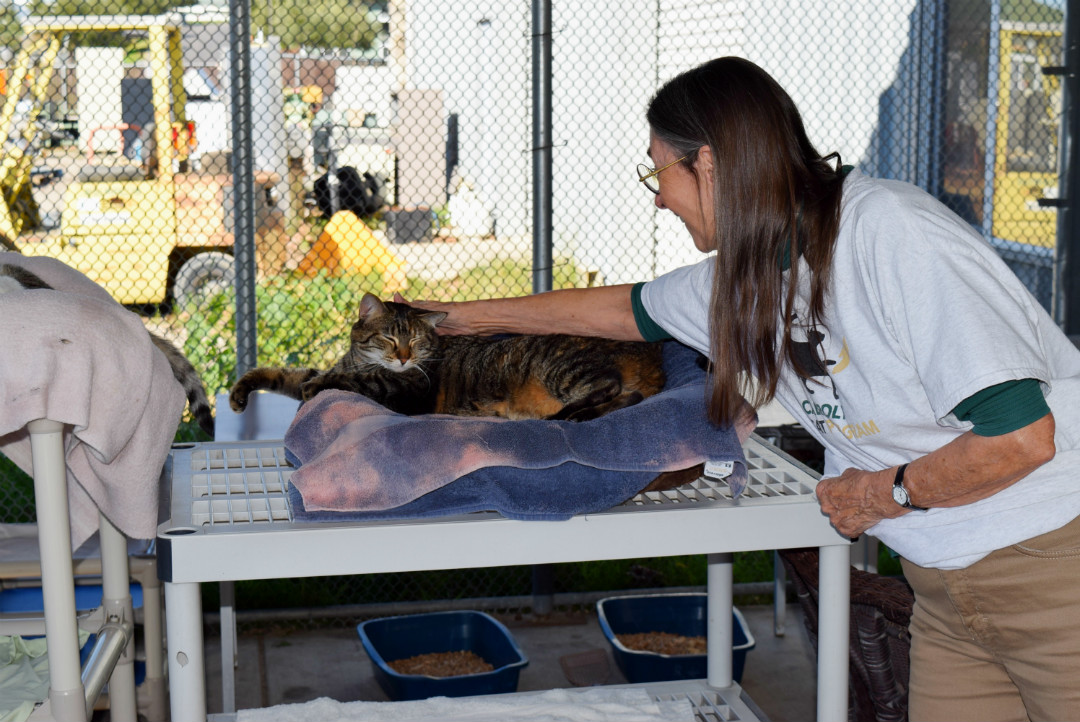 Dana Humphrey strokes Emma, a rescued feral cat at the Cal Poly Cat Program (CPCP). Dana and her husband Paul Humphrey have been volunteering at the shelter for a little over seven months. The two discovered the shelter after realizing their deceased neighbor’s cat, Bubba, was not being cared for. Unable to adopt the cat themselves, they reached out to CPCP to find the cat a loving home. Since that time, the Humphreys have been volunteering at the shelter twice a week. 