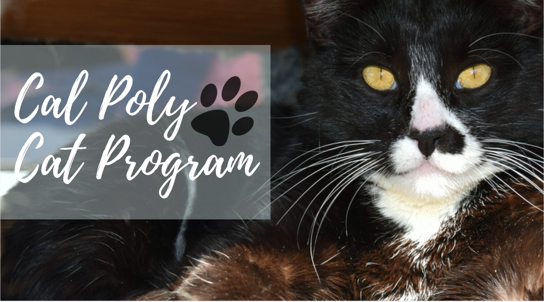 Cal Poly Cat Program Home